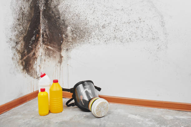 Best Attic Mold Removal  in Munhall, PA