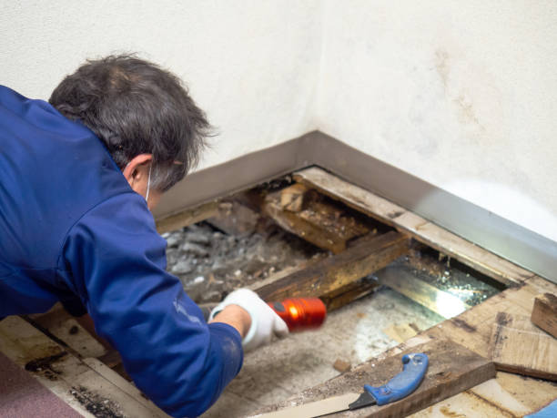 Best Attic Mold Removal  in Munhall, PA