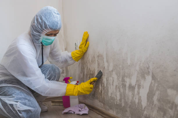 Best Residential Mold Removal  in Munhall, PA