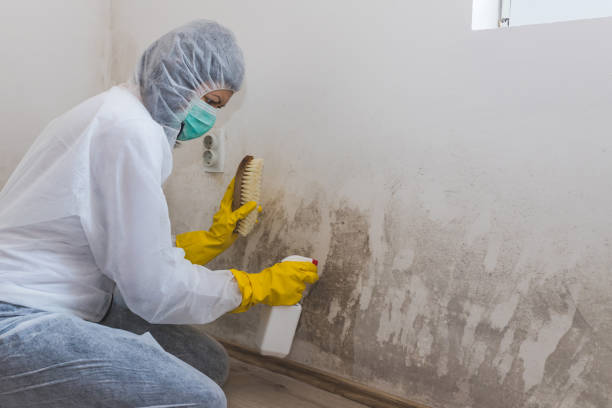 Best Black Mold Removal  in Munhall, PA