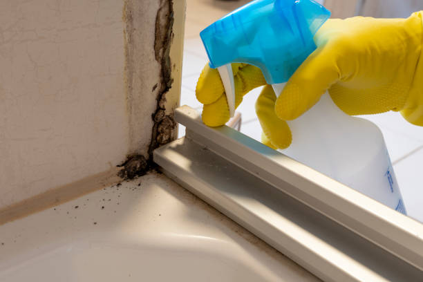 Best Mold Cleaning Services  in Munhall, PA