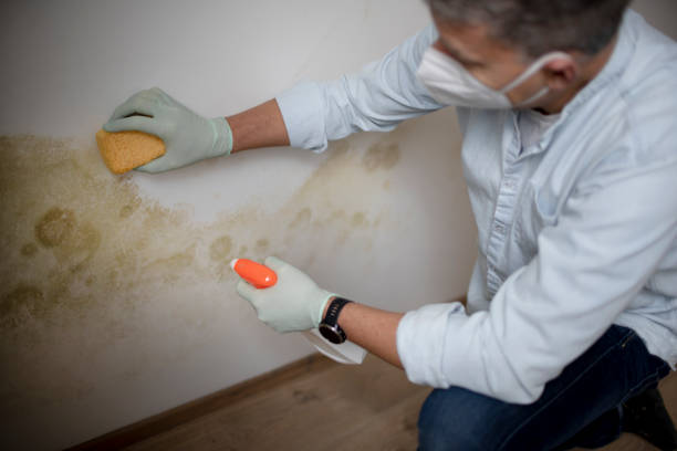 Professional Mold Removal in Munhall, PA