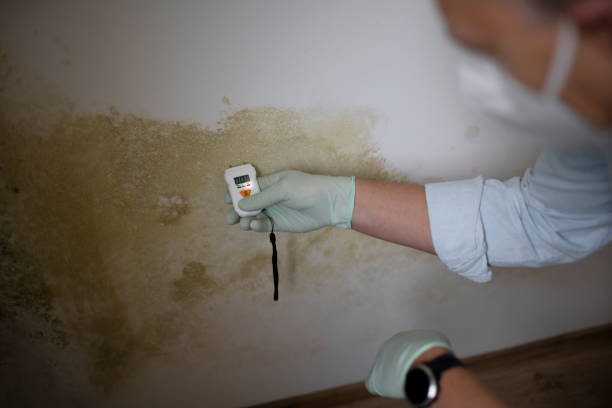 Best Mold Remediation Experts  in Munhall, PA