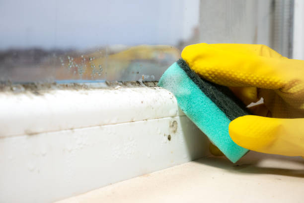 Best Commercial Mold Removal  in Munhall, PA