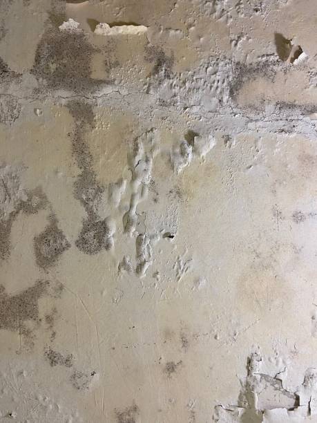 Best Toxic Mold Removal  in Munhall, PA