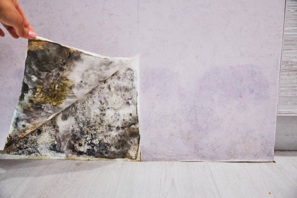 Best Water Damage Restoration  in Munhall, PA